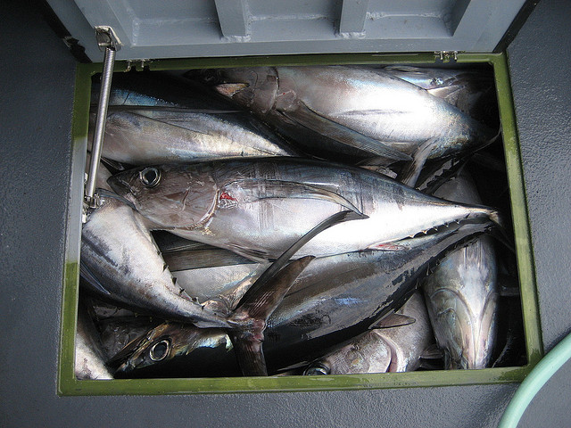 Greenpeace contro i mega pescherecchi