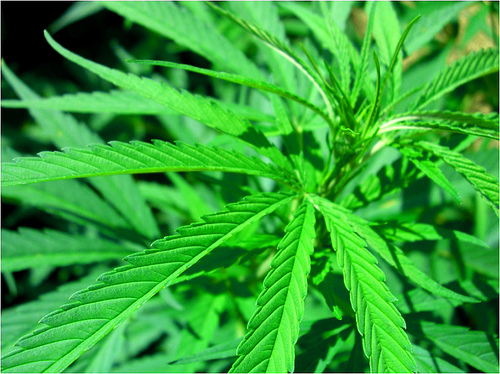 L’uso di cannabis modifica il cervello