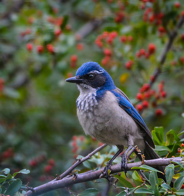 Il più completo albero della vita degli uccelli