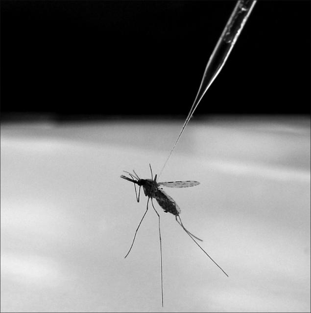 Scoperti i batteri buoni che difendono dalla malaria