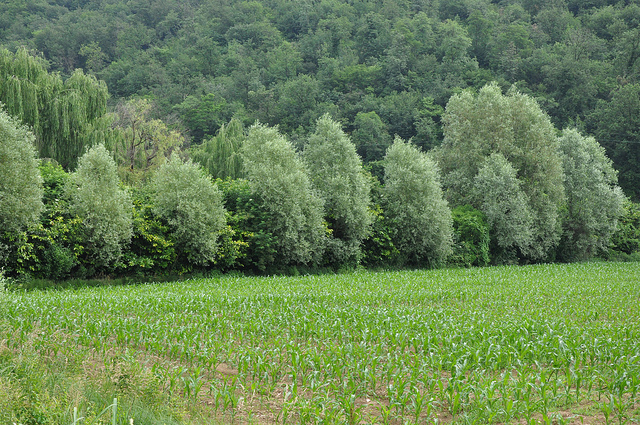Salici per purificare il suolo