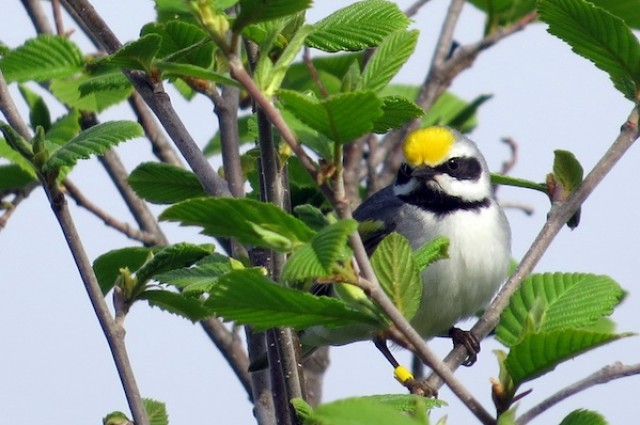 Se gli uccelli sentono arrivare gli uragani