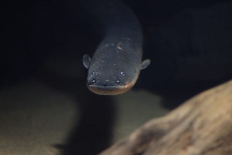 La caccia “elettrica” delle anguille