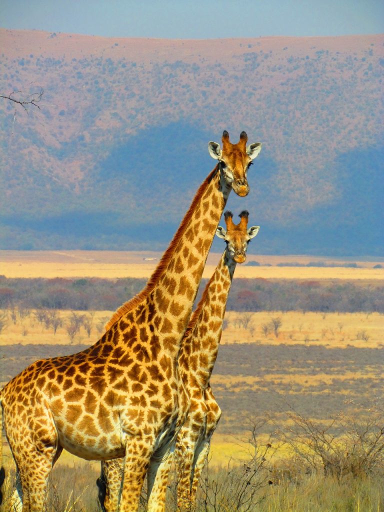 La silenziosa scomparsa delle giraffe