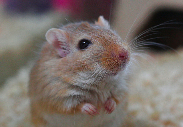 Autismo, un nuovo studio sull’uso dell’ossitocina