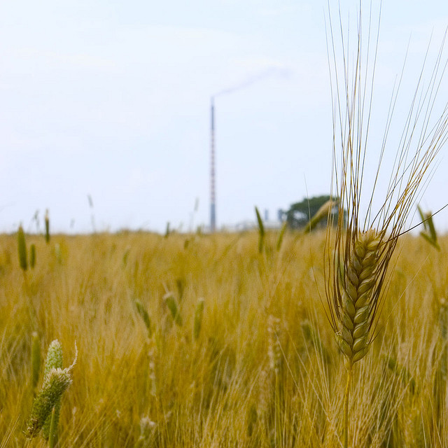 Così gli ogm diventano più sicuri
