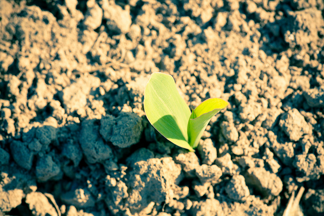 Ue, sugli Ogm ogni stato deciderà per sé