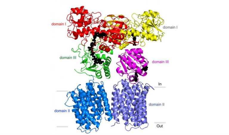 Un enzima che fornisce energia alle cellule