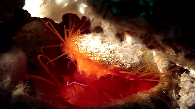 Ecco il segreto delle ostriche “disco”