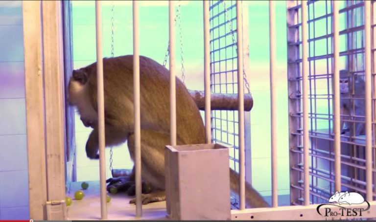 Il caso dei macachi della Sapienza, cosa sta succedendo
