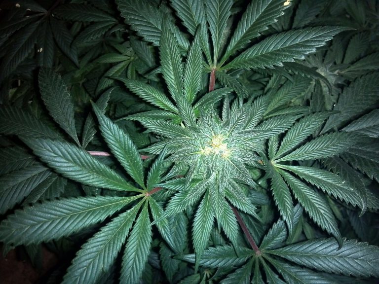 Da Science, tutto sulla cannabis terapeutica
