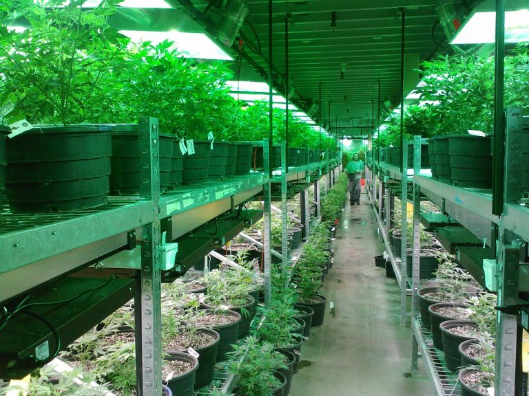 Inizia la produzione di cannabis terapeutica a Firenze