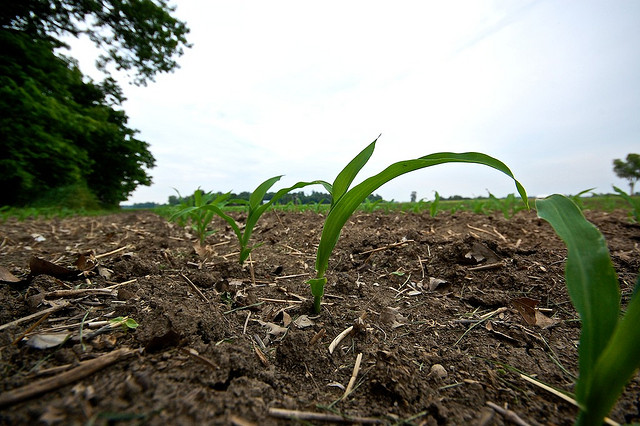 Quanta terra ci resta?