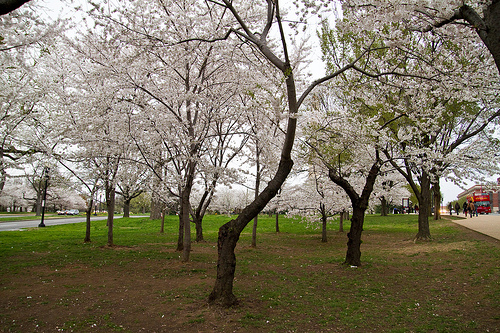 rinite congiuntivite allergie primavera polline pollini asma occhi rossi