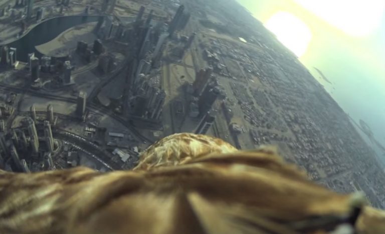 Il volo da record dell’aquila