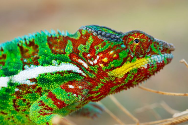 Così i camaleonti cambiano colore