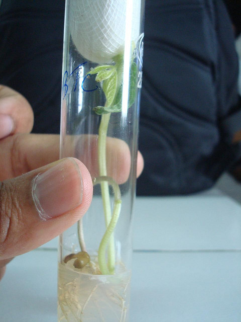 Ogm, in arrivo 17 nuovi prodotti in Europa