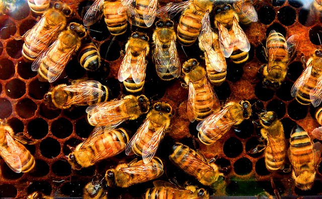 Api, rischio dipendenza dai pesticidi