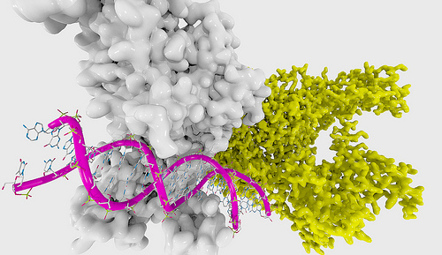 Così è nato il Dna