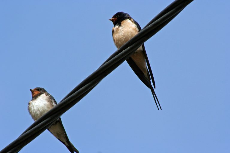 I pesticidi allontanano le rondini dall’Italia