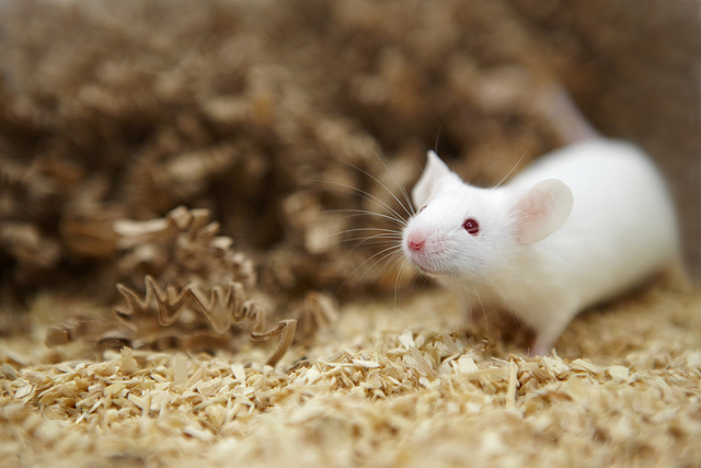 Sperimentazione animale: serve una corretta informazione