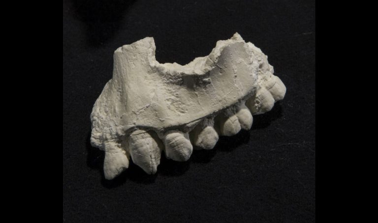 Ominidi: un nuovo parente di Lucy