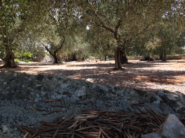 Emergenza Xylella, la risposta dell’Europa