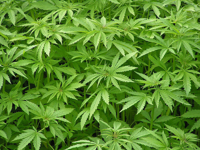 Anche i pigmei fanno uso di cannabis terapeutica