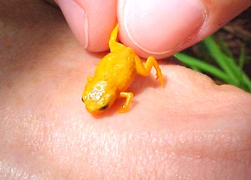 7 nuove e letali mini rane