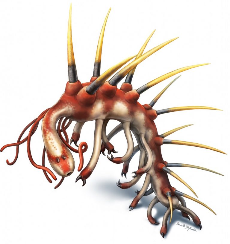 Hallucigenia, l’animale più strano del mondo