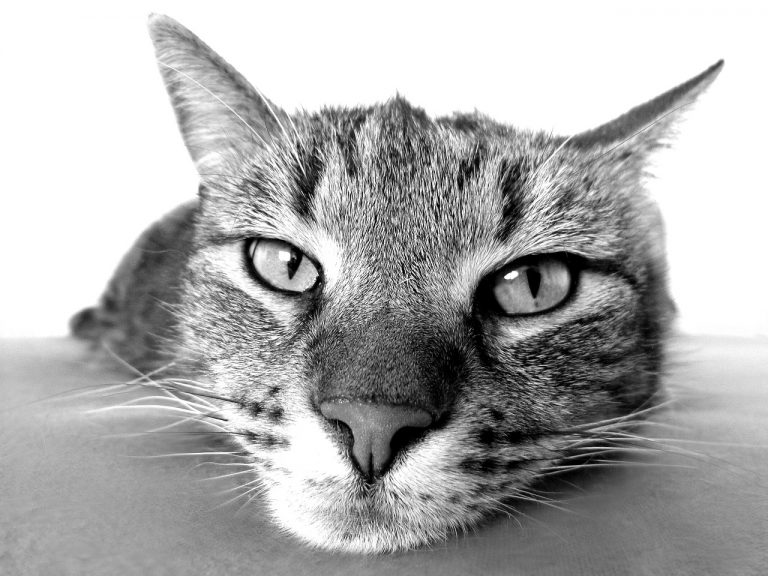 gatti soffrono lo stress
