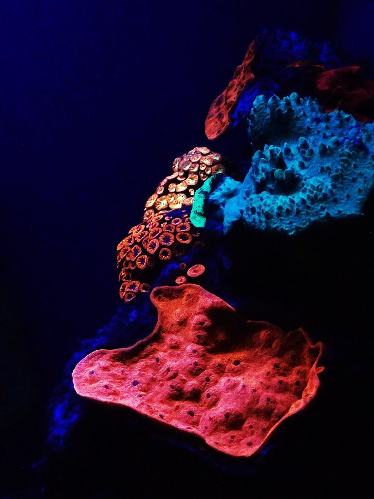 I coralli fluorescenti del Mar Rosso