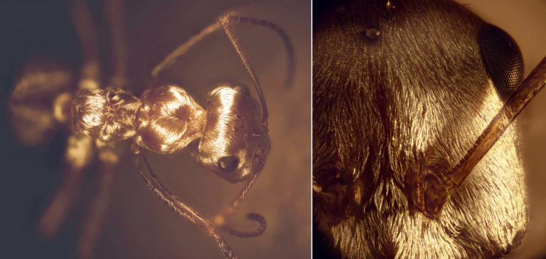 Il trucco delle formiche del deserto per non “arrostire”