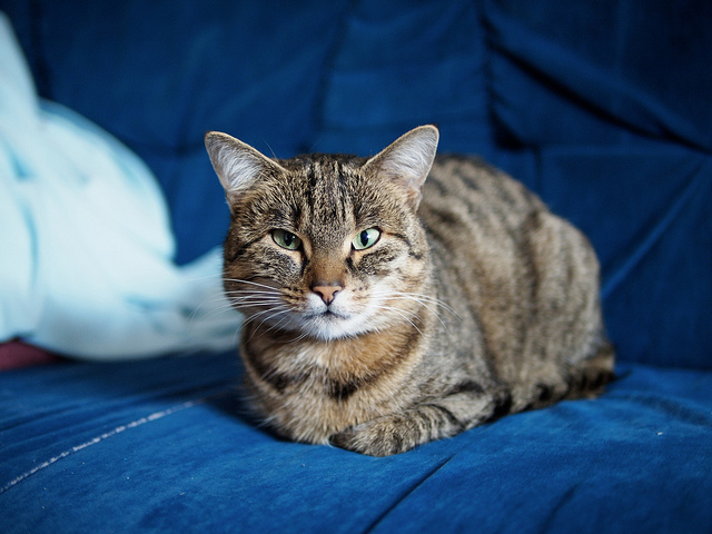 Perché ai gatti piace graffiare?