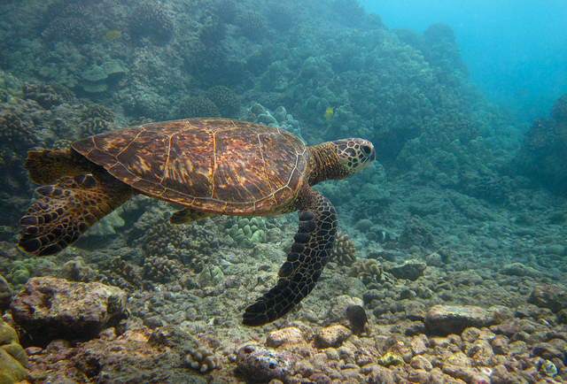 Il legame tra odore del mare e cambiamenti climatici