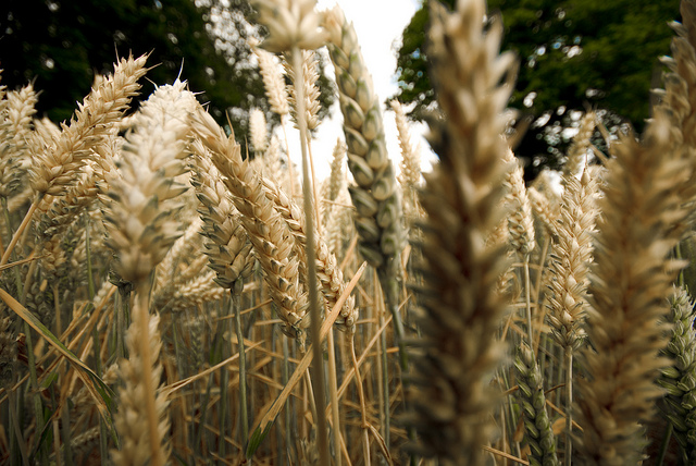 Celiachia, una pillola per tollerare il glutine?