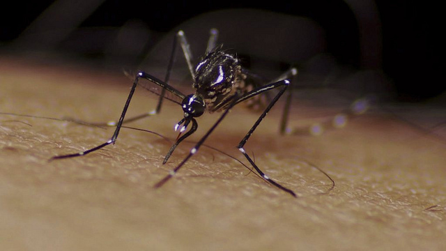 Un super-anticorpo contro la dengue