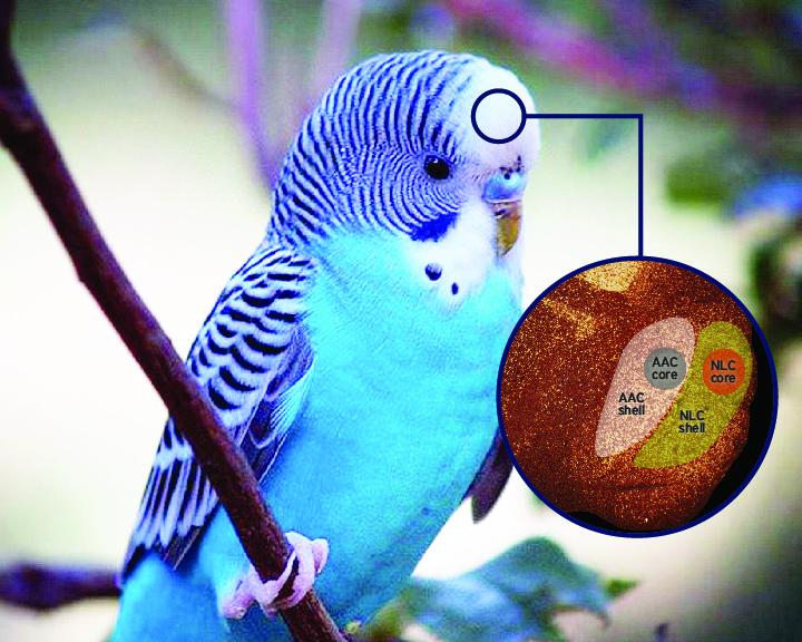 Dove nasce la capacità dei pappagalli di imitare il linguaggio umano