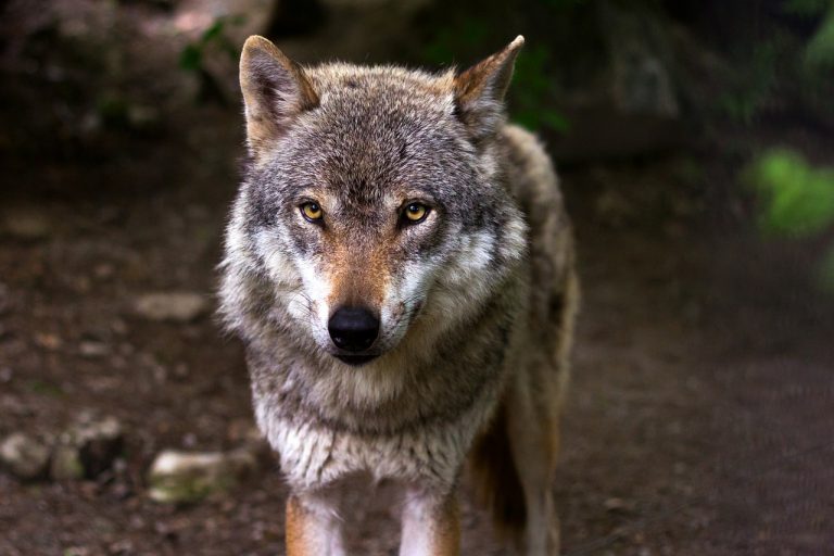 I cambiamenti climatici hanno creato i cani moderni