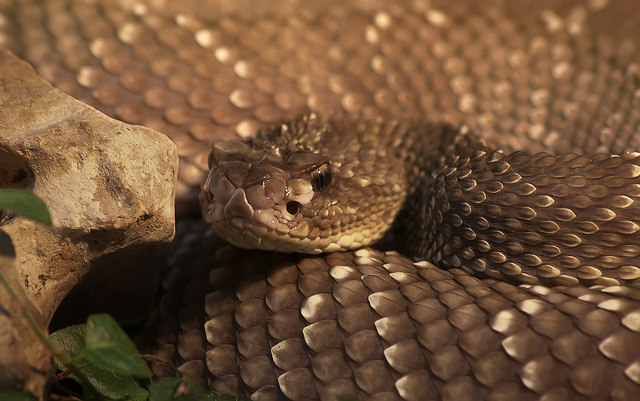 Serpenti, un antidoto sta finendo