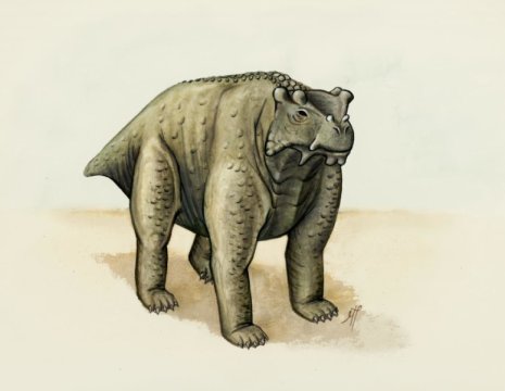 Bunostegos, il primo quadrupede eretto