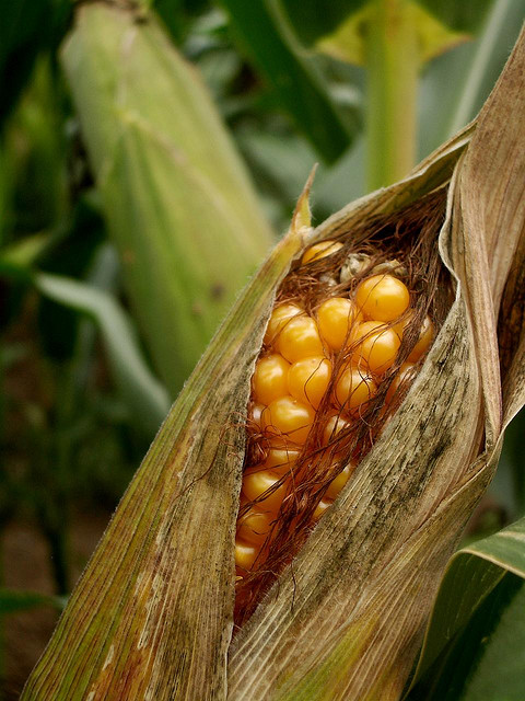 Il mais del futuro è “magico”