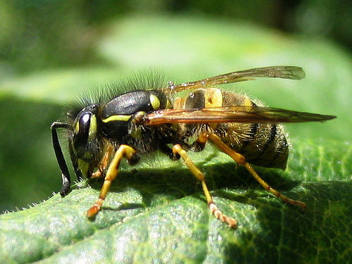 Il veleno della vespa potrebbe uccidere le cellule tumorali