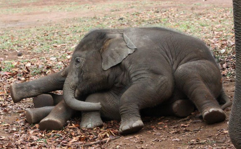Lo stress fa male, anche a mamma elefantessa