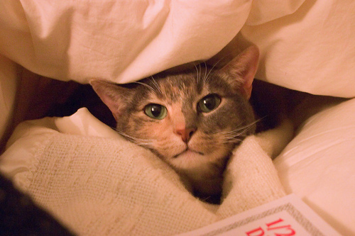 Perché i gatti sono più indipendenti dei cani