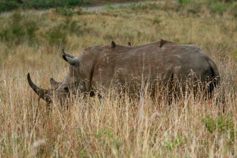 Rinoceronti: così va avanti la lotta al bracconaggio