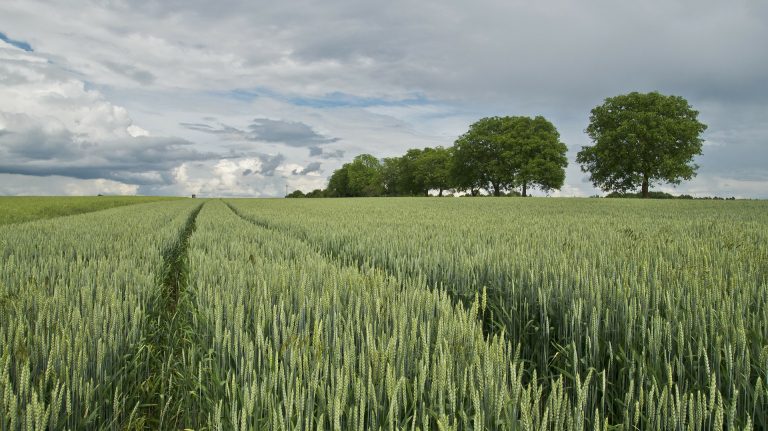 Troppe false diagnosi di allergie alimentari