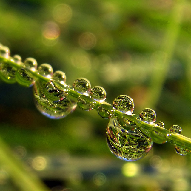 Cosa è veramente la memoria dell’acqua