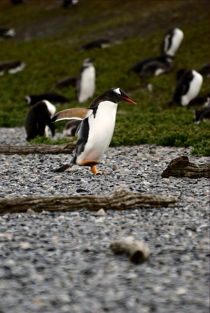 Le strategie antigelo dei pinguini
