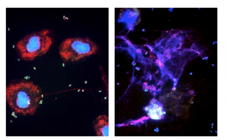 Un buon motivo per leccarsi le ferite